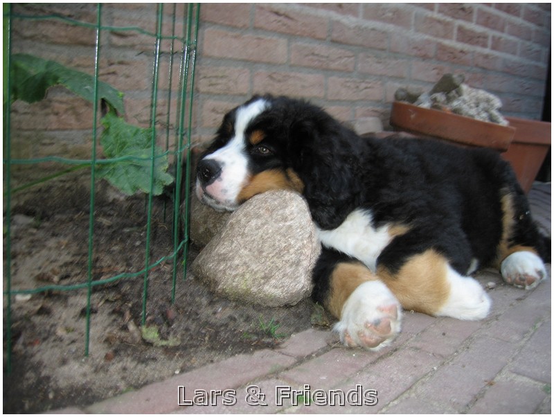 Lars & friends