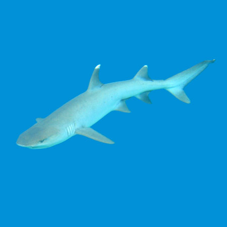 Whitetip reef shark